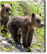 Grizzly Bear Cubs Acrylic Print
