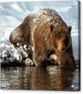 Grizzly Bear Entering A River Acrylic Print