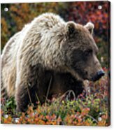 Grizzly Bear In Denali National Park - Alaska Acrylic Print