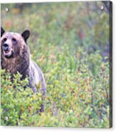 Grizzly Bear In Huckleberries Field Acrylic Print