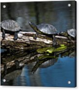 European Pond Terrapin Water Turtles In The Danube Wetland National Park In Austria Acrylic Print