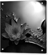 Growth Stages Of A Water Lily Acrylic Print