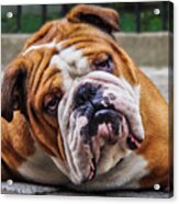 Grumpy Dog Bulldog Acrylic Print