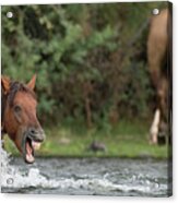 Grumpy Stallion. Acrylic Print