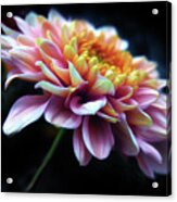 Chrysanthemum Glow Acrylic Print