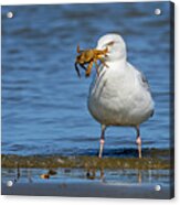 Gull With Crab Acrylic Print