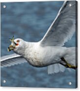Gull With Lunch On The Go Acrylic Print