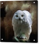 Halloween Snowy Owl Acrylic Print