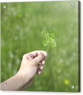 Hand Holding A Four Leaf Clover In A Green Field Acrylic Print