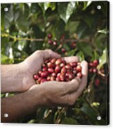 Hands Holding Coffee Beans Acrylic Print