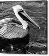 Handsome Pelican Black And White Acrylic Print