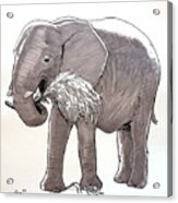 Happy Elephant Acrylic Print