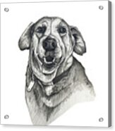 Happy Labrador Acrylic Print