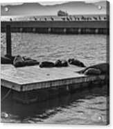 Harbor Life Sea Lions At Pier 39 Fishermans Wharf San Francisco Noir Black And White Acrylic Print