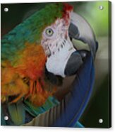 Harlequin Macaw Acrylic Print
