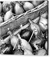 Harvested Onions And Shallots Monochrome Acrylic Print