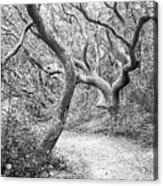 Haunted Forest Trail - Fort Macon State Park Acrylic Print
