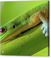 Hawaiian Day Gecko  V. Acrylic Print