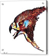 Hawk Head Acrylic Print