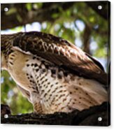 Red-tail Hawk With Prey Acrylic Print