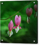 Hearts Of Spring Acrylic Print