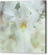 Heavenly Iris Acrylic Print