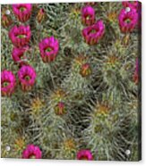Hedgehog Cactus Blossoms Acrylic Print