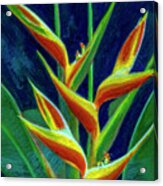Heliconia Flowers #249 Acrylic Print