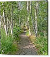 Hemlock Path Acrylic Print