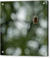 Hentz Orb Weaver And Web Acrylic Print