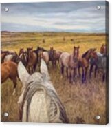 Herd Of Horses Near Ardmore South Dakota Acrylic Print