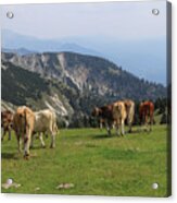 Herd Of Pinzgauer Cattle Grazes On The Hochkar Mountain With An Incredible And Soothing View Of The Rest Of The Austrian Alps. Organic Product, The Freshest And Highest Quality Milk. Acrylic Print