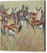 Herd Of Springbok Acrylic Print