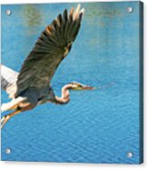 Heron Bearing Gifts Acrylic Print