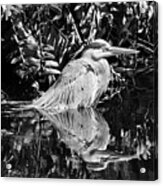 Heron In Deep Water Acrylic Print