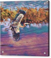 Heron In Flight Digital Art Acrylic Print