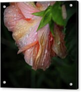 Hibiscus After Rain Acrylic Print