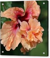 Hibiscus Acrylic Print