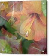 Hibiscus Multiple Acrylic Print