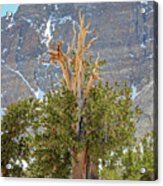 High Elevation Perseverance - Great Basin National Park Acrylic Print