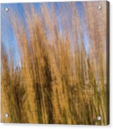 High Grass In Motion Acrylic Print