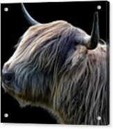 Scottish highland cattle in the Black Forest print by Joachim G. Pinkawa