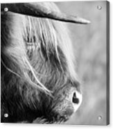 Highland Cow Face Side View Black And White Acrylic Print
