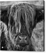 Frosty Face - Highland Cow Acrylic Print