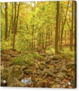 Hiking Through The Enchanted Forest Acrylic Print