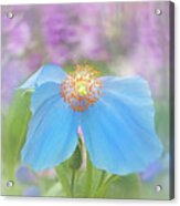 Himalayan Blue Poppy - In The Garden Acrylic Print