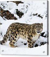 Himalayan Cat Acrylic Print