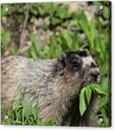 Hoary Marmot Says Yummy Food To Eat Acrylic Print