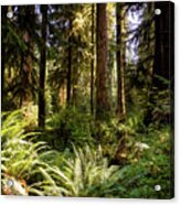 Hoh Forest #1 Acrylic Print