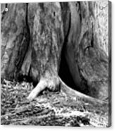 Hollow Tree Trunk In Black And White Acrylic Print